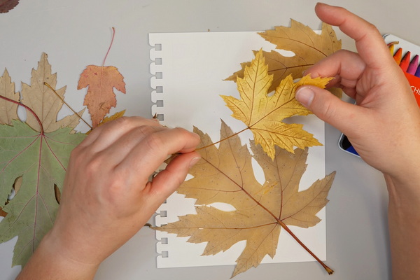Choosing leaves for leaf rubbing how to
