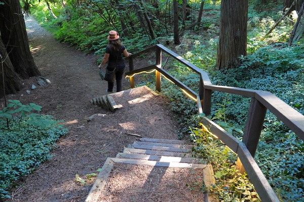 Walking in the Forest at Sorrento Center