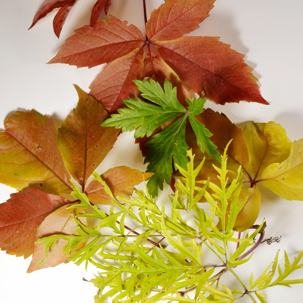 Leaves from Virgina Creeper, Monkshood, Lemony Lace Elderberry