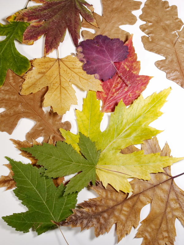 Pressed Tree Leaves from Maples and Oaks