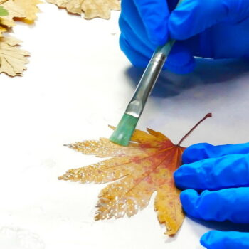 Using Liquitex Matte Medium to seal pressed autumn leaves
