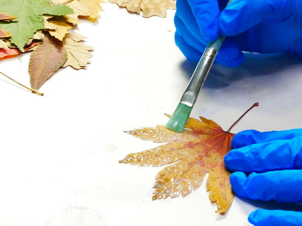 Applying Liquitex Matte Medium to seal 
 and preserve fall leaves