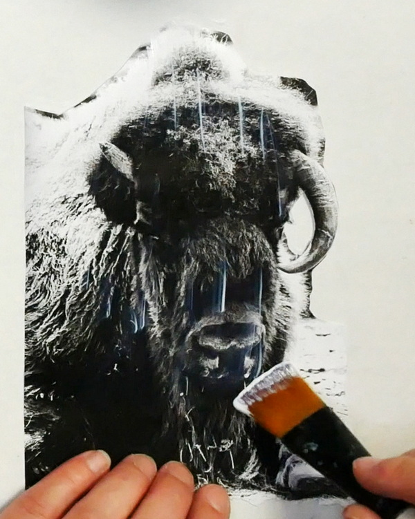Adding Golden soft gel gloss medium to bison laser print image to prepare it for an image transfer
