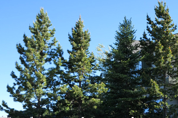 Pine trees to reference for painting