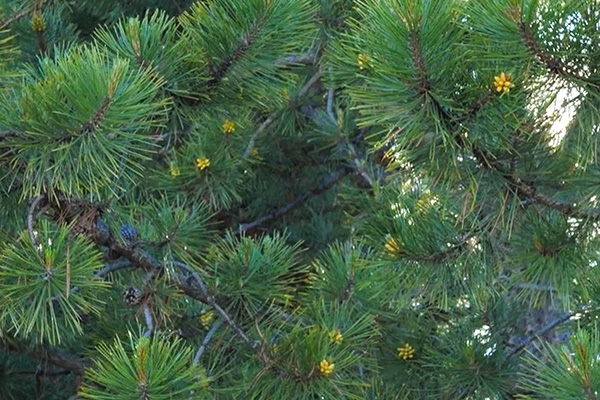 Close up of a pine tree