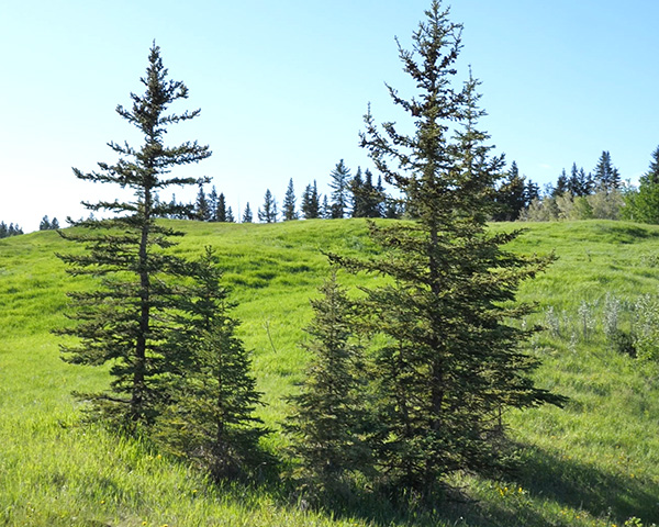 Pine Trees in Fish Creek Park