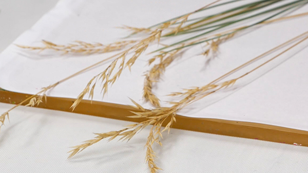 Blue Fescue Grass Seed Heads for Gel Printing