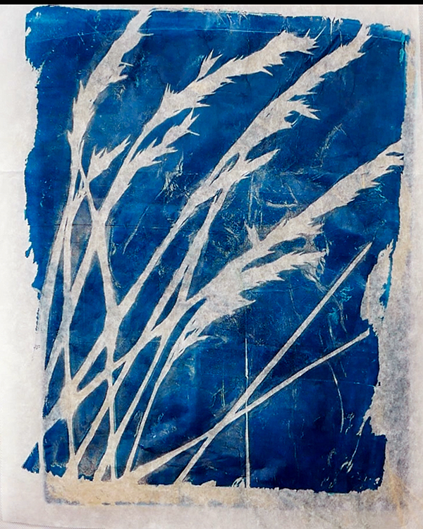 Grass gel print on tissue paper using blue fescue grasses