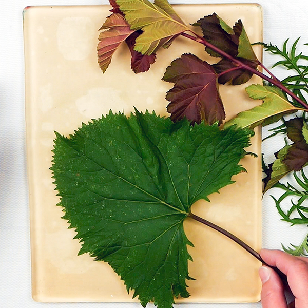 Choosing the right size of leaf for the gel printing plate